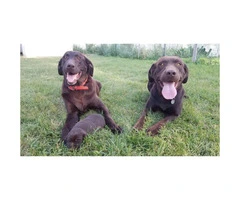 AKC Chocolate Labrador Puppies for adoption