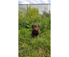 AKC Chocolate Labrador Puppies for adoption - 3