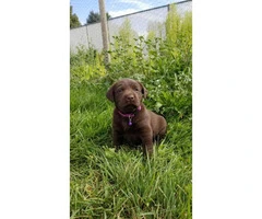 AKC Chocolate Labrador Puppies for adoption - 4