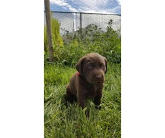 AKC Chocolate Labrador Puppies for adoption - 5