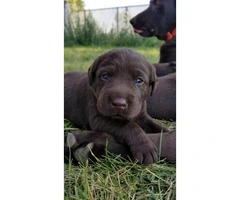 AKC Chocolate Labrador Puppies for adoption - 6