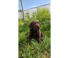 AKC Chocolate Labrador Puppies for adoption - 7