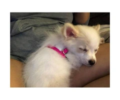 5 month old Pomeranian - AKC registered full breed - 2
