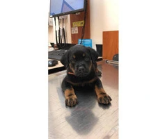 4 month old Rotty Puppy needs a new home - 1