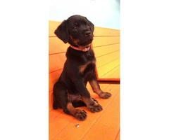 4 month old Rotty Puppy needs a new home - 4
