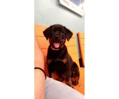 4 month old Rotty Puppy needs a new home - 5