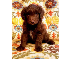 3 bordoodle puppies available in Boise, Idaho - Puppies ...