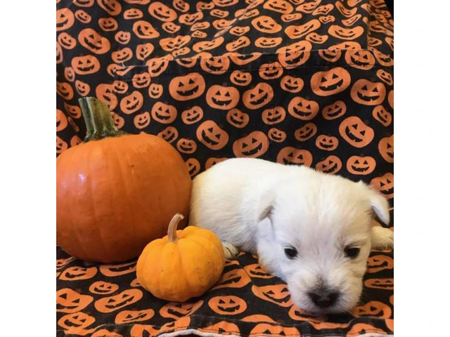West Highland terrier puppies 6 available - 1/6