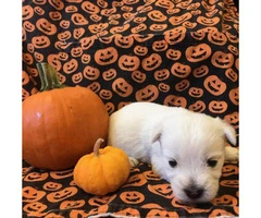 West Highland terrier puppies 6 available - 1