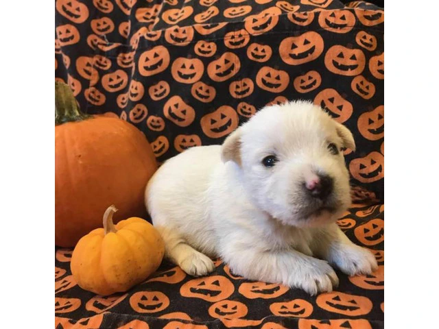 West Highland terrier puppies 6 available - 2/6