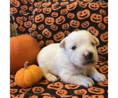 West Highland terrier puppies 6 available - 2