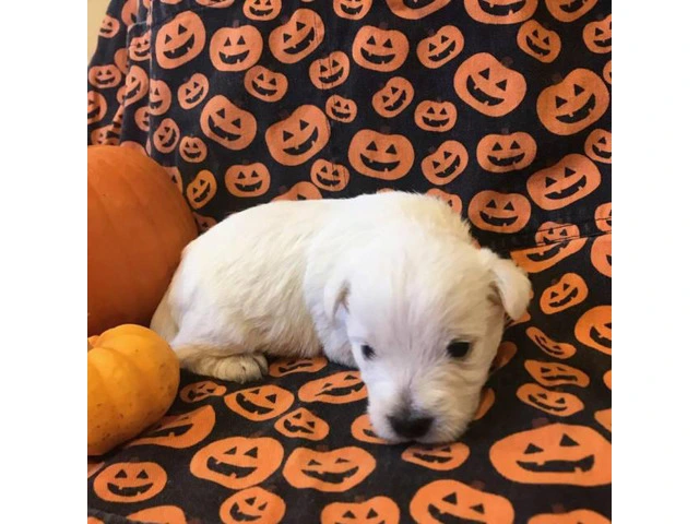 West Highland terrier puppies 6 available - 3/6