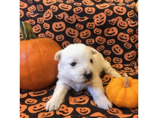 West Highland terrier puppies 6 available - 4/6