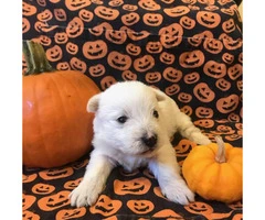 West Highland terrier puppies 6 available - 4