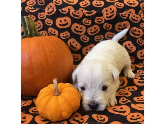 West Highland terrier puppies 6 available - 5/6