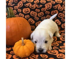 West Highland terrier puppies 6 available - 5