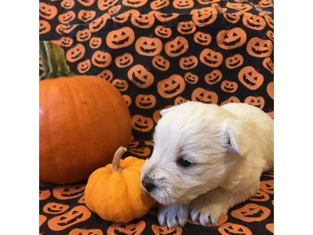 West Highland terrier puppies 6 available - 6/6