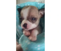Chihuahua puppy -  Up to date on shots - 7