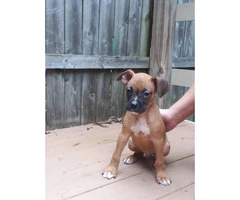 Akc registered boxer puppies 9 week old