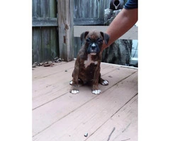 Akc registered boxer puppies 9 week old