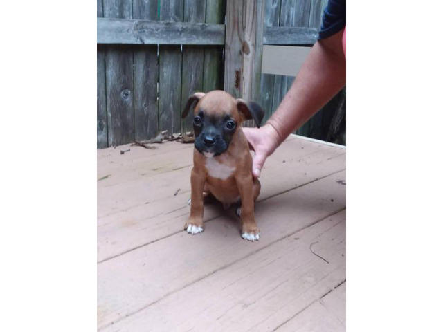 Akc registered boxer puppies 9 week old in Terre Haute