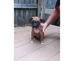 Akc registered boxer puppies 9 week old