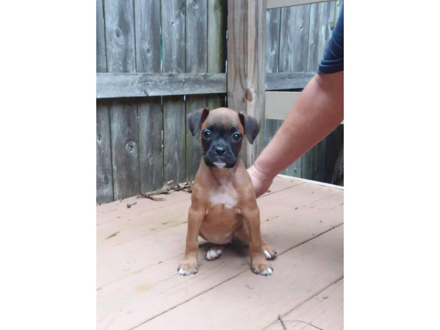 Akc registered boxer puppies 9 week old in Terre Haute