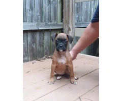 Akc registered boxer puppies 9 week old
