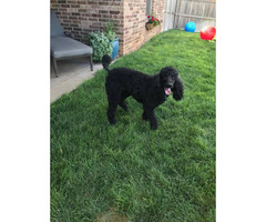 AKC 9 week old Standard Male Poodle in Amarillo, Texas ...