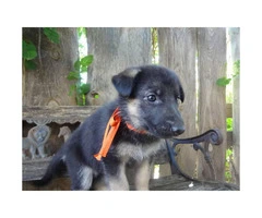 German Shepherd Puppies currently available! 6 females