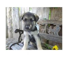 German Shepherd Puppies currently available! 6 females - 4