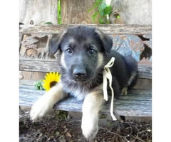 German Shepherd Puppies currently available! 6 females - 5