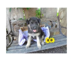 German Shepherd Puppies currently available! 6 females - 6