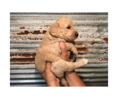 Beautiful CKC Registered Goldendoodle puppies - 2