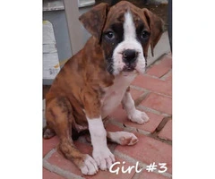 8 beautiful boxer puppies for adoption