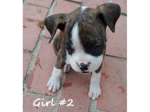 boxer puppies for sale in michigan