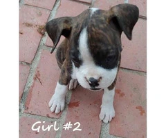 8 beautiful boxer puppies for adoption - 2