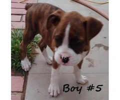 8 beautiful boxer puppies for adoption - 4