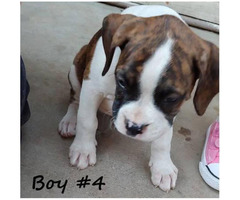 boxer puppy adoption near me