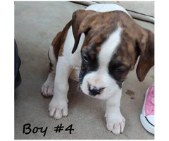 8 beautiful boxer puppies for adoption - 5