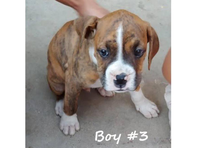 boxer puppy adoption near me
