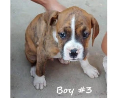 8 beautiful boxer puppies for adoption - 6
