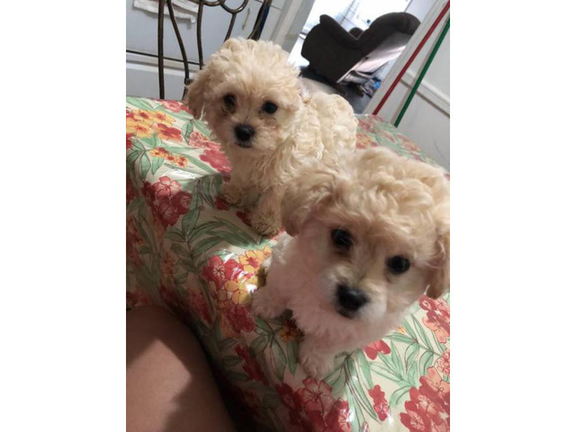 2 beautiful bichon frise puppies in Atlanta,