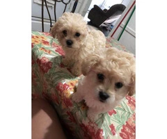2 beautiful bichon frise puppies