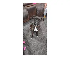 6 weeks old baby boy boxer pup - 2