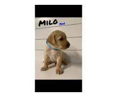 AKC Lab Puppies for sale - 3