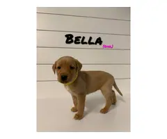 AKC Lab Puppies for sale - 4