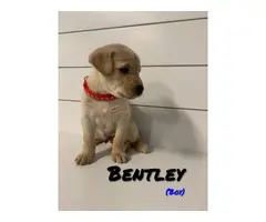 AKC Lab Puppies for sale - 5