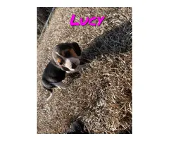 Beagle walker hound cross puppies - 2