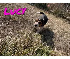 Beagle walker hound cross puppies - 3